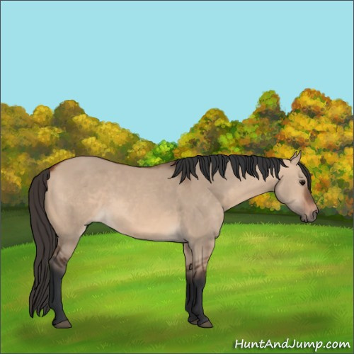 Horse Color:Bay Dun