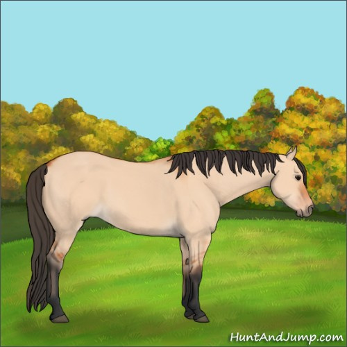 Horse Color:Bay Dun
