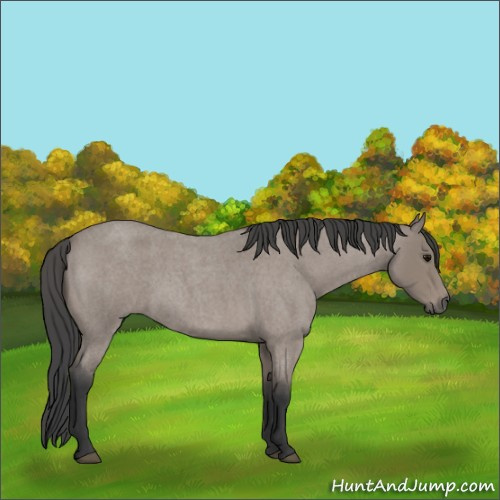Horse Color:Blue Roan 