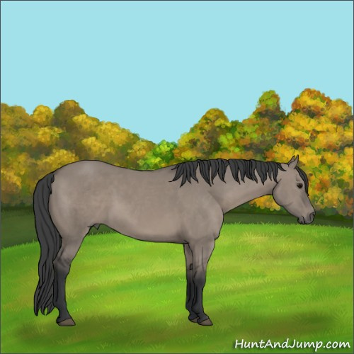 Horse Color:Grullo 