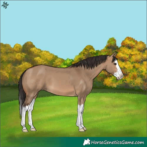 Horse Color:Bay Dun Splash 