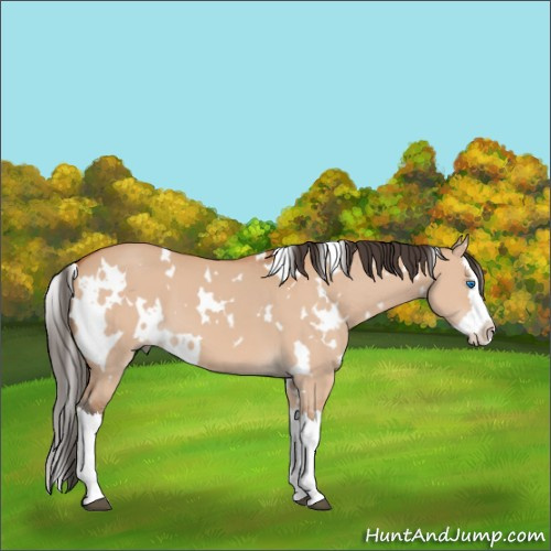 Horse Color:White Spotted Bay Dun Splash 