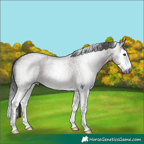 Horse Color:Gray Brown Roan Splash Rabicano 