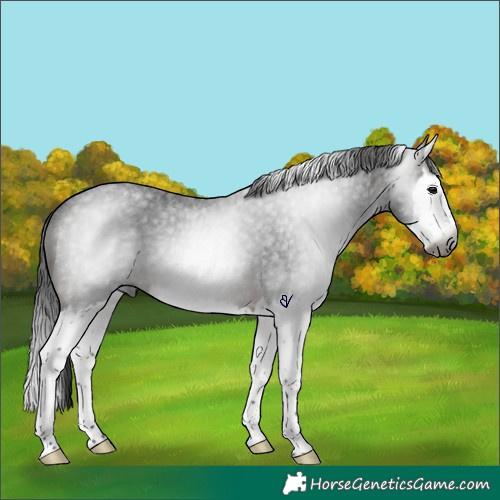 Horse Color:Gray Brown Roan Splash Rabicano 