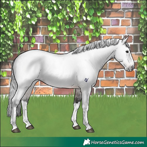 Horse Color:Gray Brown Roan Splash Rabicano 