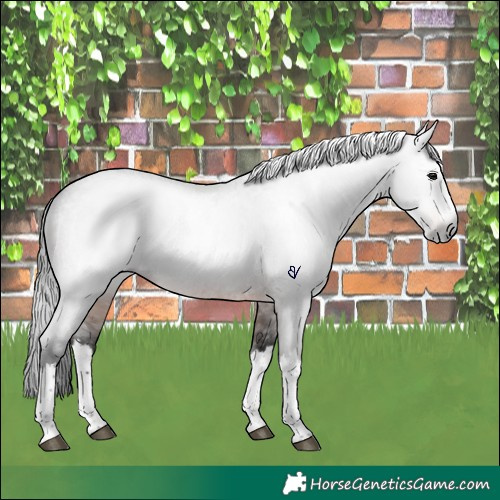 Horse Color:Gray Brown Roan Splash Rabicano