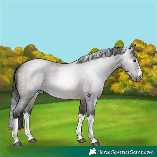 Horse Color:Gray Brown Roan Splash Rabicano 