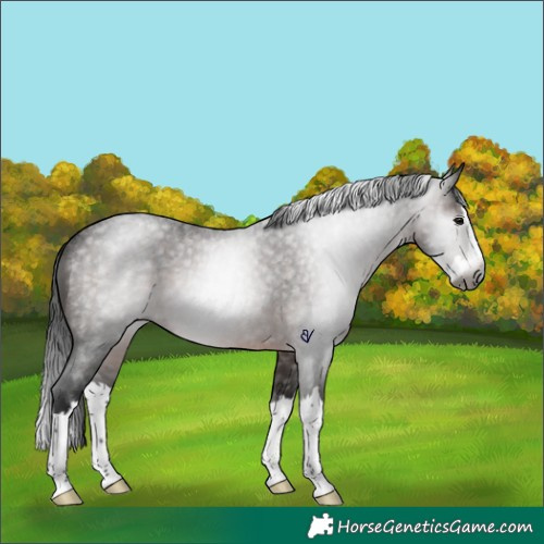 Horse Color:Gray Brown Roan Splash Rabicano 