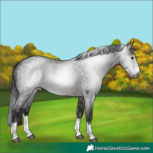 Horse Color:Gray Brown Roan Splash Rabicano 