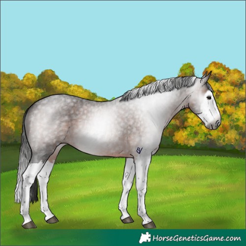 Horse Color:Gray Bay Roan Splash Rabicano 