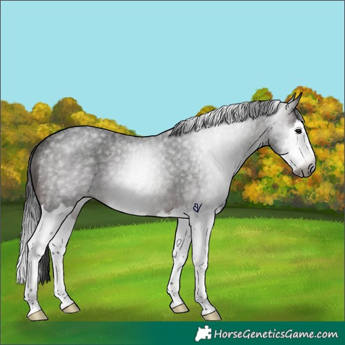Horse Color:Gray Brown Roan Splash Rabicano 