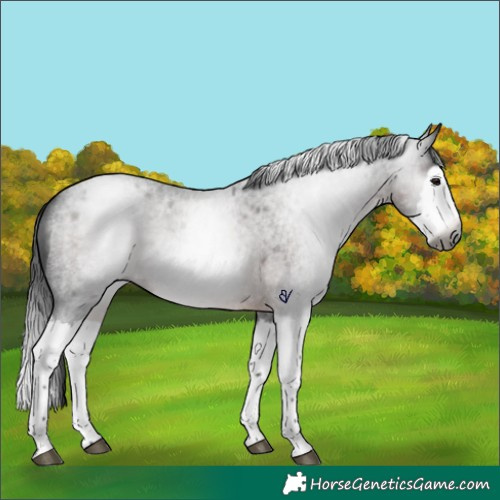 Horse Color:Gray Brown Roan Splash Rabicano 