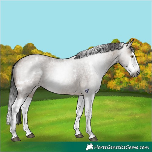 Horse Color:Gray White Spotted Brown Roan Dun Splash Rabicano 