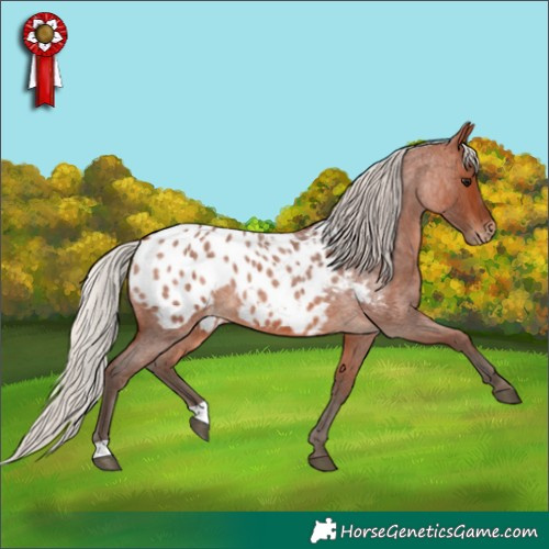 Horse Color:Silver Brown Roan Appaloosa 