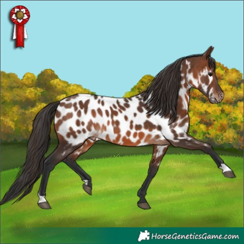 Horse Color:Brown Appaloosa 