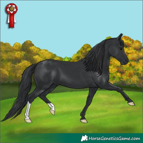 Horse Color:Black 