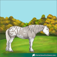 Horse Color:Silver Grullo Roan Splash Appaloosa 
