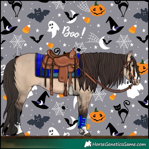 Horse Color:Bay Dun 