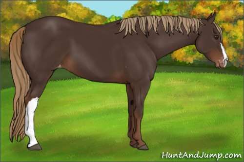 Horse Color:Liver Chestnut Appaloosa 