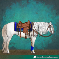 Horse Color:Gray Red Dun