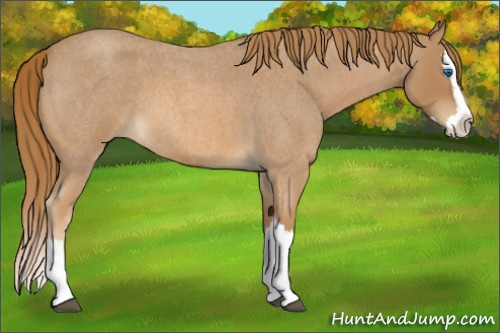 Horse Color:Red Roan Splash 