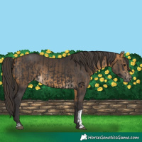 Horse Color:Smoky Black  and Buckskin 