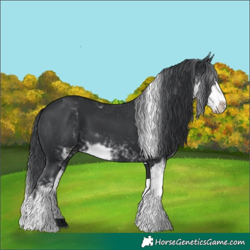 Horse Color:Black Sabino