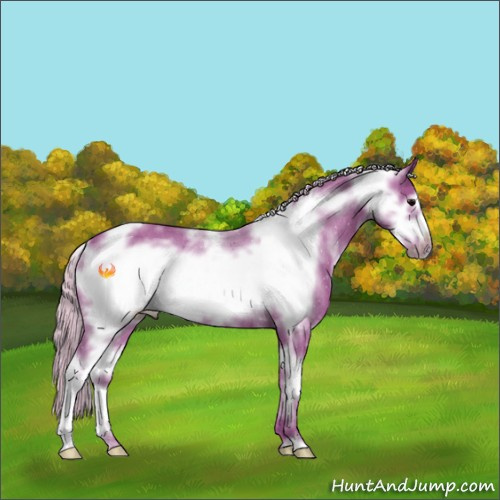 Horse Color:Watercolor White Spotted Silver Black Frame Rabicano 