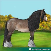 Horse Color:Brown Dun 