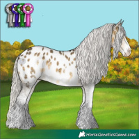 Horse Color:White Spotted Silver Buckskin Dun Appaloosa 