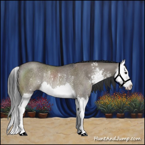 Horse Color:Grullo Sabino Splash Rabicano 