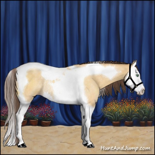 Horse Color:Sable Cream Champagne Dun Sabino Splash Tobiano Rabicano