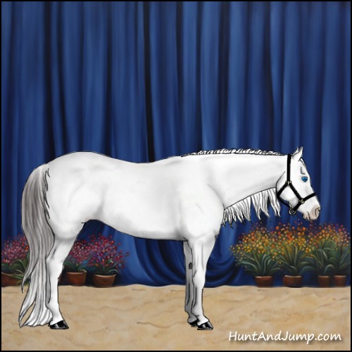 Horse Color:Classic Champagne Dun Sabino Splash 