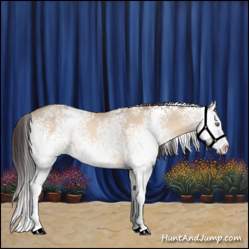 Horse Color:White Spotted Sable Champagne Dun Splash 