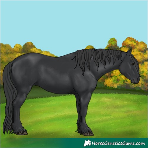 Horse Color:Black 
