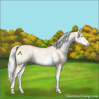 Horse Color:Cremello Sabino  and Cremello Sabino 