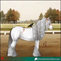 Horse Color:White Spotted Bay Appaloosa 
