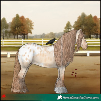 Horse Color:White Spotted Red Dun Blanket 