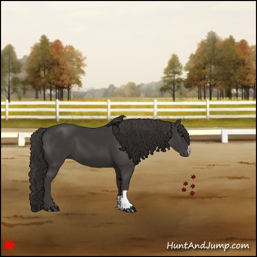 Horse Color:Smoky Black 
