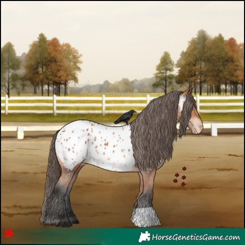 Horse Color:Bay Appaloosa 