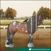 Horse Color:White Spotted Bay Varnish