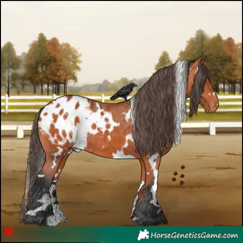 Horse Color:White Spotted Bay Appaloosa