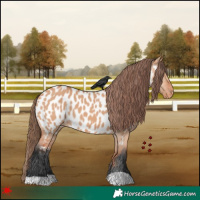 Horse Color:Bay Dun Near Leopard 