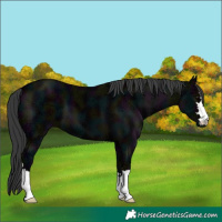 Horse Color:Midnight Black Ice 