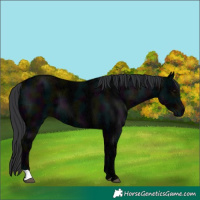 Horse Color:Midnight Black Ice 