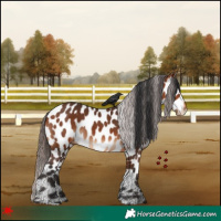 Horse Color:Bay Leopard
