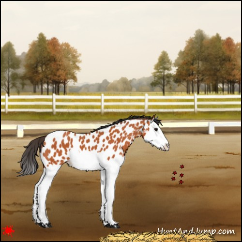 Horse Color:Bay Splash Appaloosa