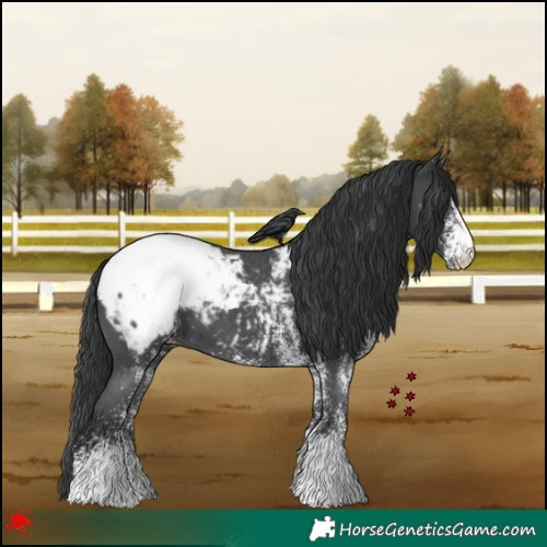 Horse Color:White Spotted Black Snowcap 