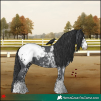 Horse Color:White Spotted Black Snowcap 