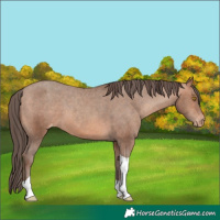 Horse Color:Sable Champagne Tobiano Appaloosa 